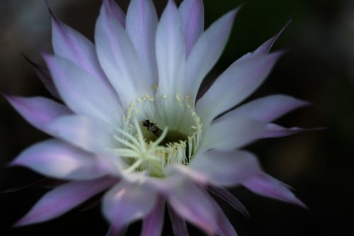 blossom bloom cactus