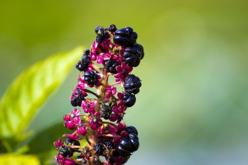 blossom bloom plant