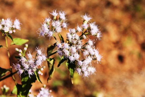 blossom bloom tender