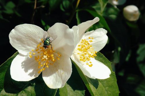 blossom fly insect
