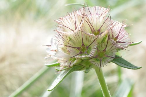 blossom bloom macro