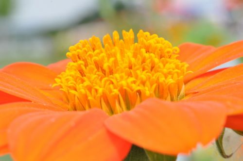 blossom bloom dahlia