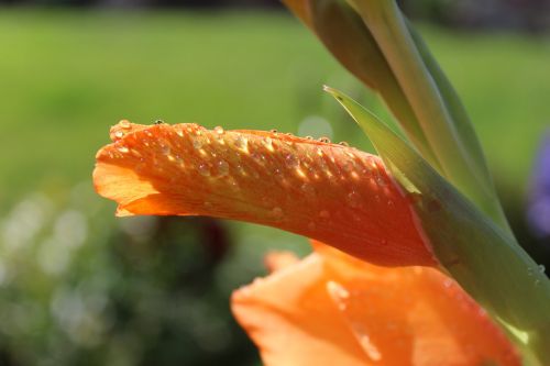 blossom bloom plant