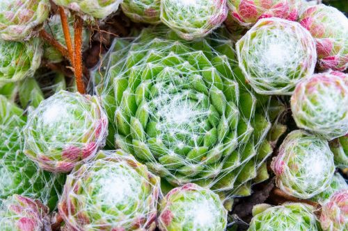 blossom bloom cactus