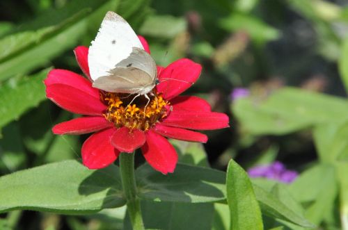 blossom bloom butterfly