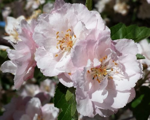 blossom pink flowers spring