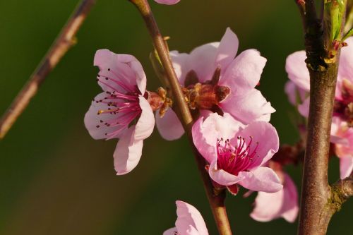 blossom bloom pink