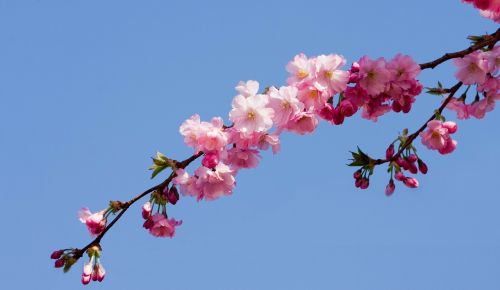 blossom flower flowers