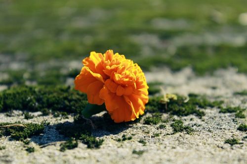 marigold blossom bloom