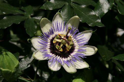 blossom bloom nature