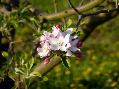 blossom bloom apple tree blossom