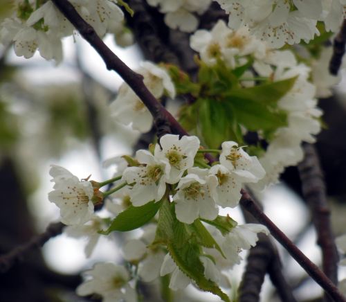 blossom bloom spring