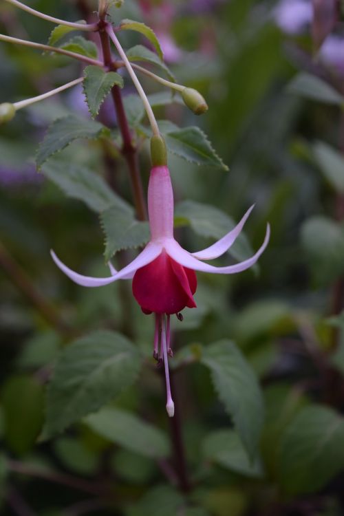 fuchsia blossom pink