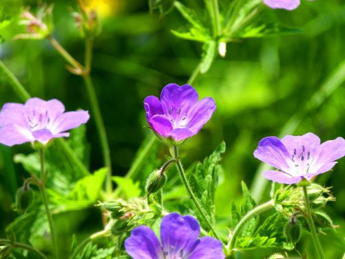 blossom bloom nature