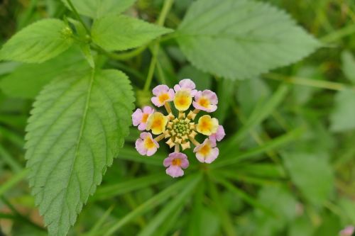 lantana blossom bloom