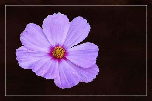 blossom bloom cosmea