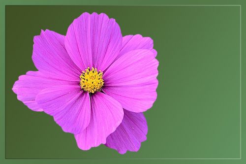 blossom bloom cosmea