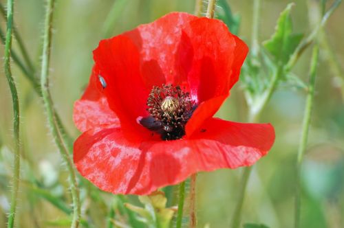 blossom bloom poppy