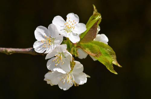 blossom bloom summer