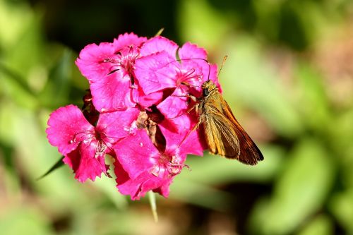 blossom bloom sweet william