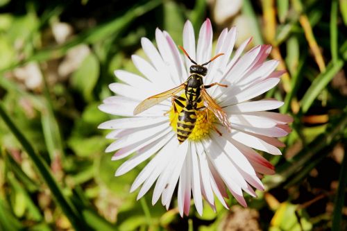 blossom bloom insect