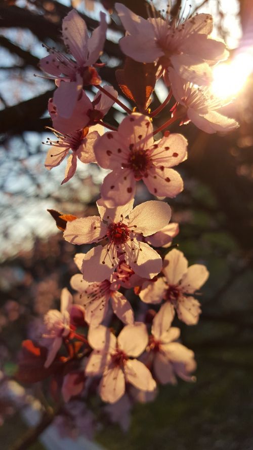blossom bloom cherries