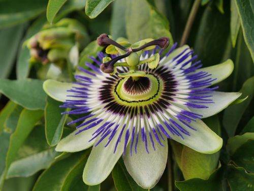 blossom bloom passion flower