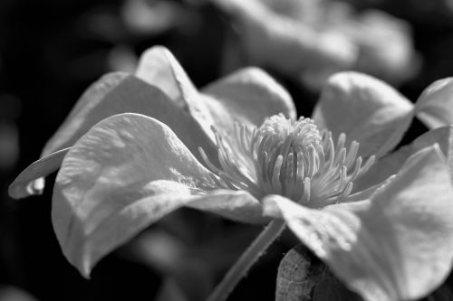 blossom bloom leaf