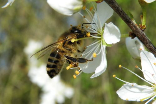 blossom insect bee