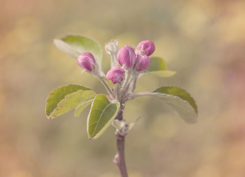 blossom apple spring