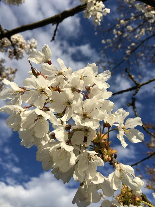 blossom sky flower