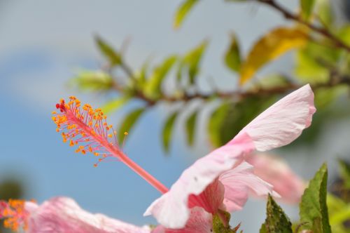 blossom bloom hibiscus