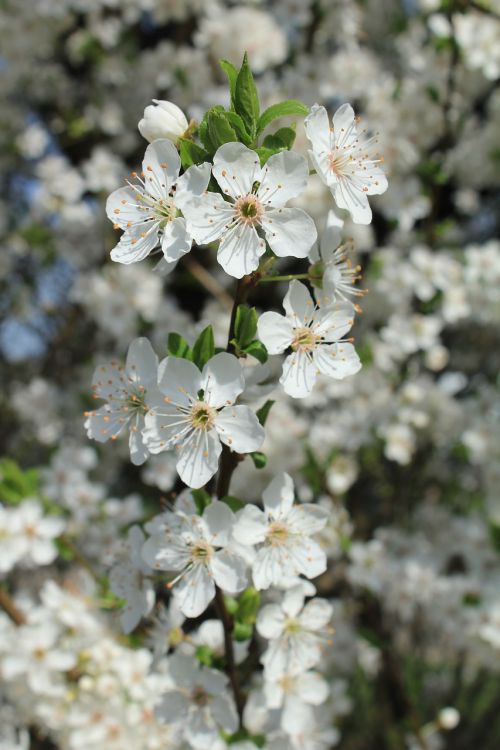 blossom flowers white