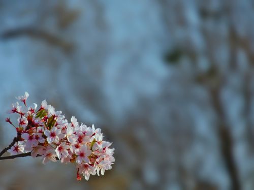 blossom cherry tree cherry