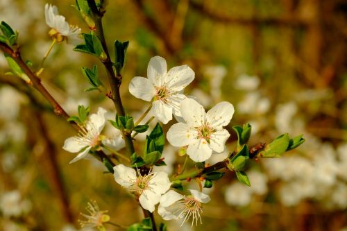 blossom bloom spring