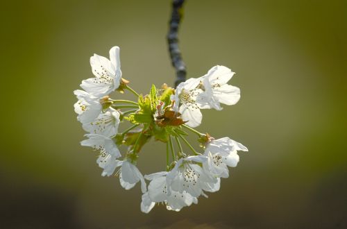 blossom bloom spring