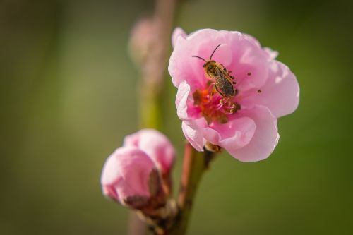 blossom bloom bee