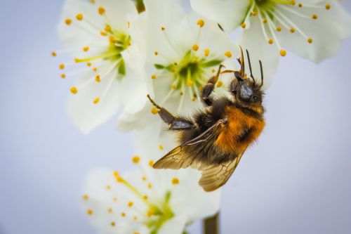 blossom bloom hummel