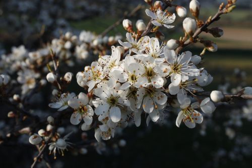 blossom bloom close