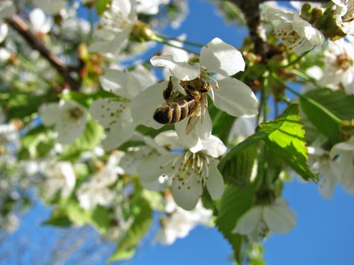 blossom blossoms cherry