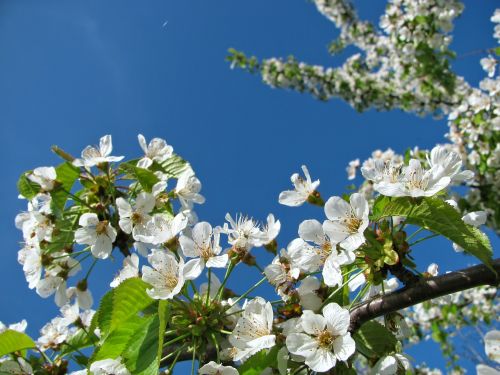 blossom blossoms cherry
