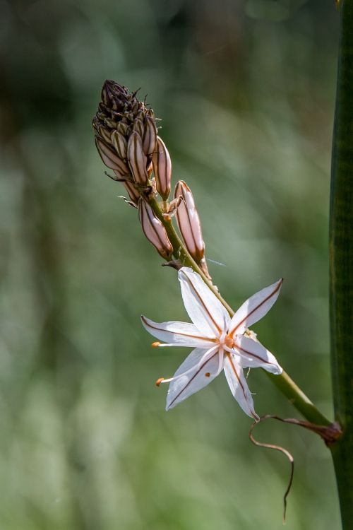 blossom bloom mallorca