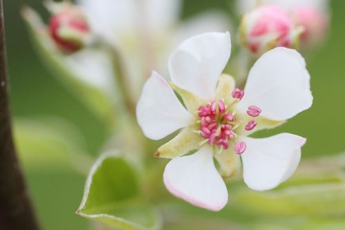blossom bloom pear tree