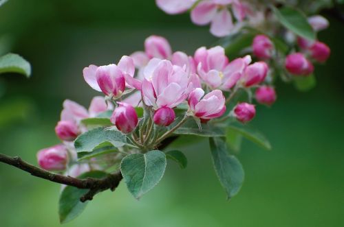 blossom bloom apple blossom