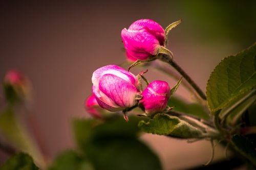 blossom garden nature