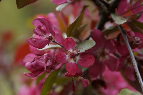 blossom bloom ornamental shrub