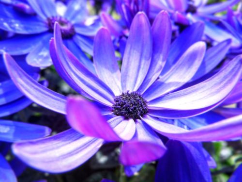 blossom bloom blue