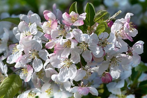 blossom bloom pink white