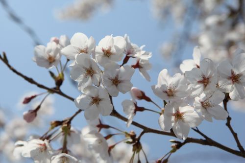 blossom jinhae korea