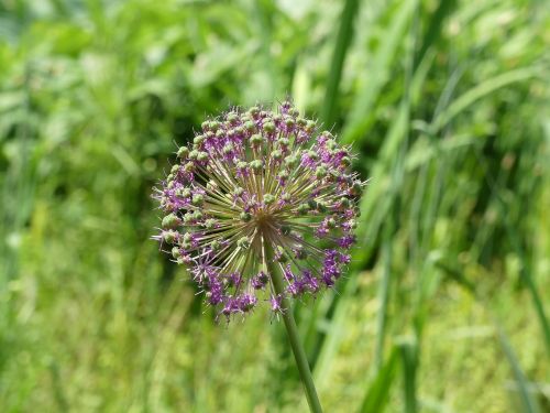 blossom bloom violet